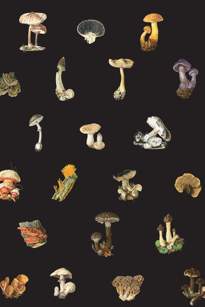 Magic Mushrooms